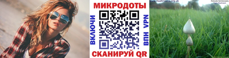 Галлюциногенные грибы Psilocybine cubensis закладки Луза